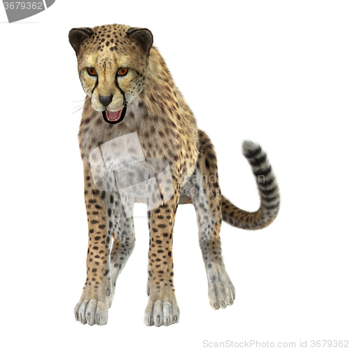 Image of Big Cat Cheetah