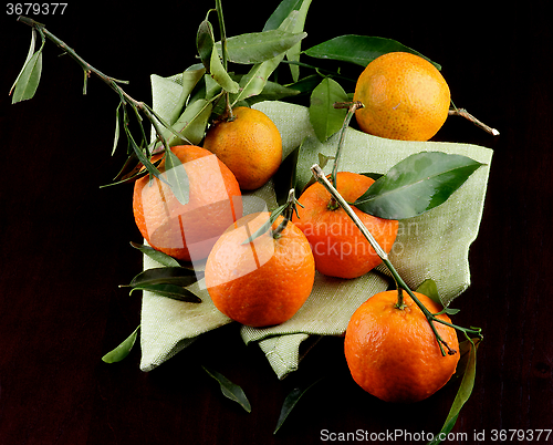 Image of Ripe Tangerines with Leafs