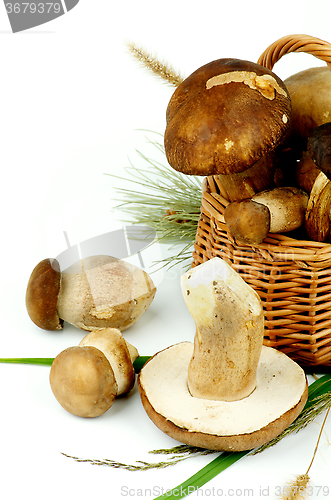 Image of Raw Boletus Mushrooms