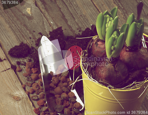 Image of Planting Hyacinth Bulbs