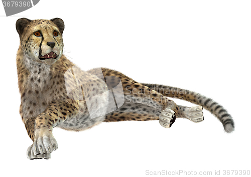 Image of Big Cat Cheetah