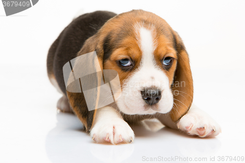 Image of Beagle puppy on white background