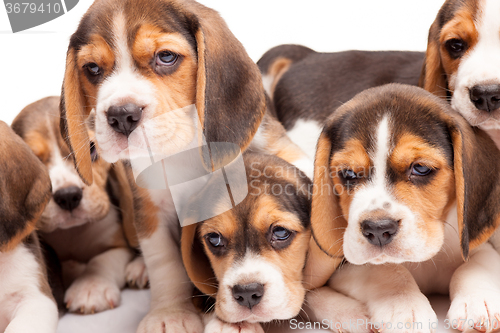 Image of Beagle puppies on white background