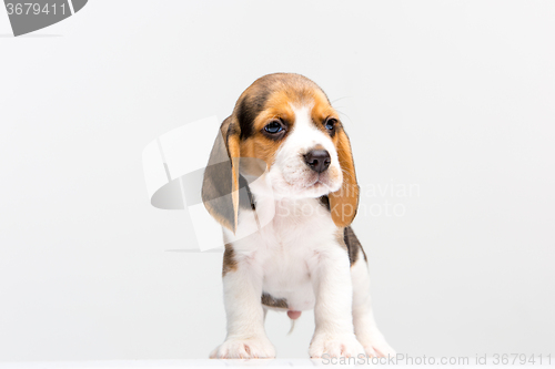 Image of Beagle puppy on white background