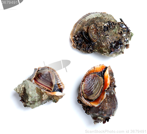 Image of Three veined rapa whelk isolated on white background