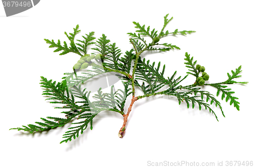 Image of Green twig of thuja with cones on white background