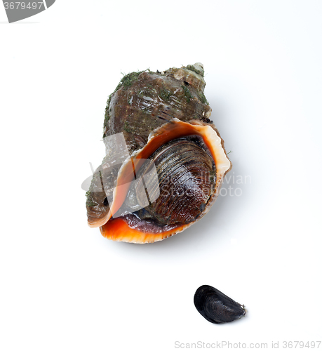 Image of Veined rapa whelk and small mussel