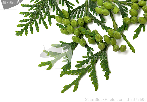 Image of Twig of thuja with green cones on white background