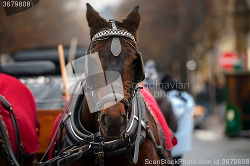 Image of Dreamy Christmas horse