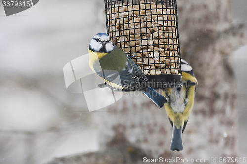 Image of bluetits