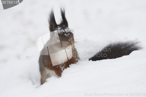 Image of playing in snow