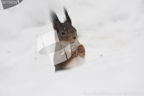 Image of squirrel having fun