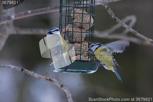 Image of blue tits