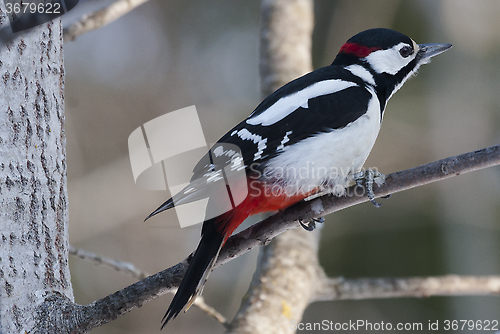 Image of great spotted woodpecker