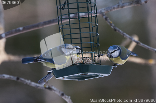 Image of bluetits