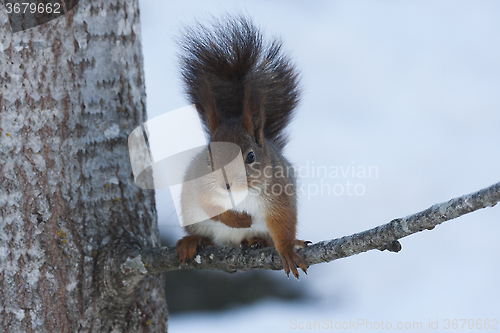 Image of red squirrel