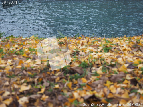 Image of River bank in autumn