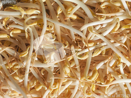 Image of Mung bean sprouts vegetables