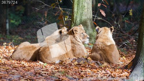 Image of Three Lionesses enjoying the sun