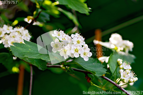 Image of Hawthorn flowers