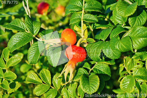 Image of Rosehip large berries