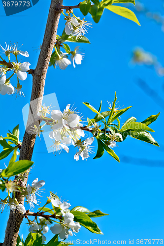 Image of Plum flowers