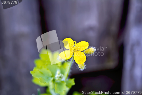 Image of Celandine flower