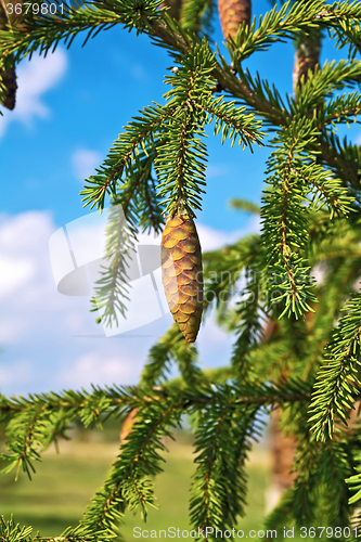 Image of Spruce cones on a branch