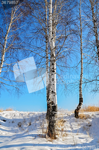 Image of Birches in winter with blue sky