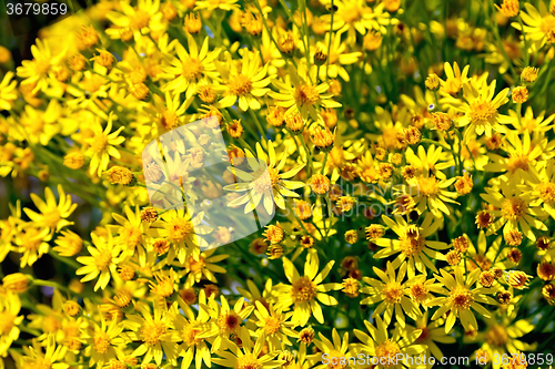 Image of Senecio erucifolius flowers