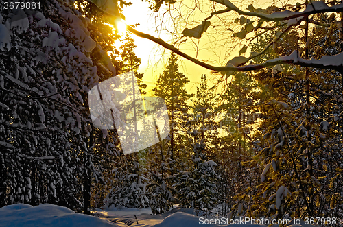 Image of Forest winter in rays of setting sun