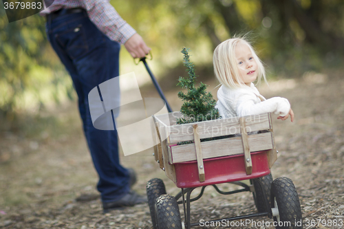 Image of Father Pulls Baby Girl in Wagon with Christmas Tree