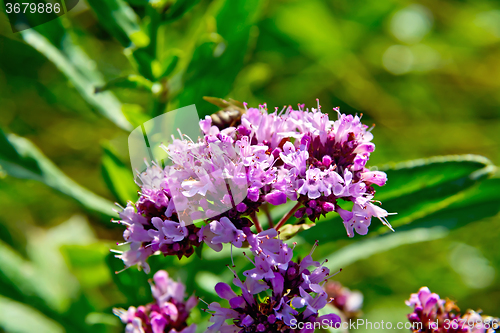 Image of Oregano in the green grass