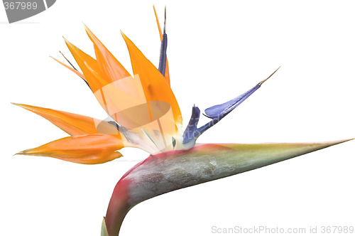 Image of Crane Flower or Bird of Paradise