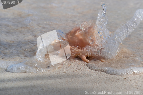 Image of Flared and pronged Spider conch Seashell