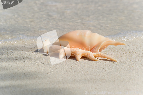 Image of Flared and pronged Spider conch Seashell