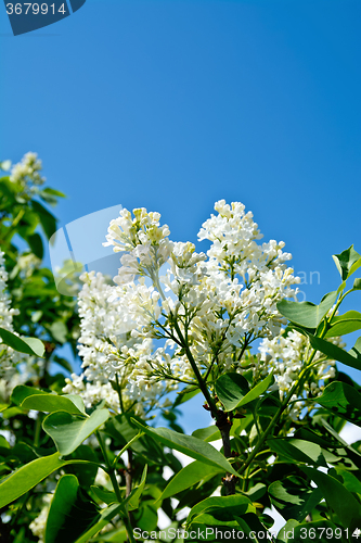 Image of Lilac white