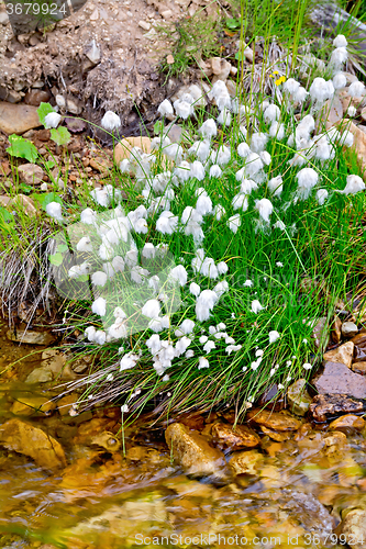 Image of Eriophorum angustifolium on river bank