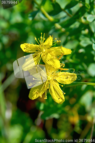 Image of Hypericum flower in the grass