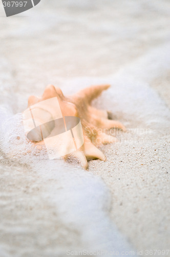 Image of Flared and pronged Spider conch Seashell