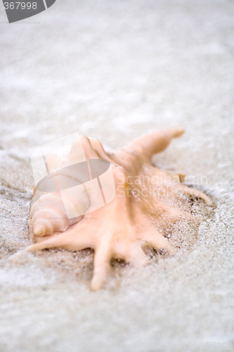 Image of Flared and pronged Spider conch Seashell