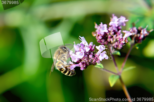 Image of Bee on flower oregano