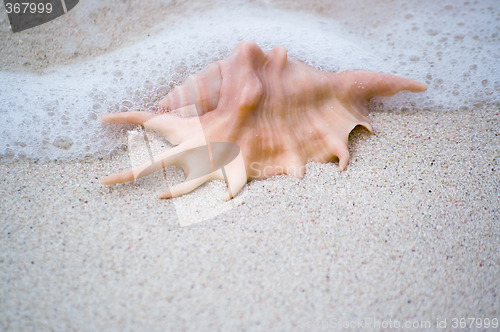 Image of Flared and pronged Spider conch Seashell