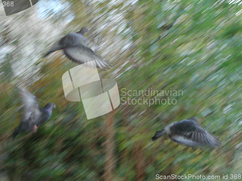 Image of Blurred Pigeons