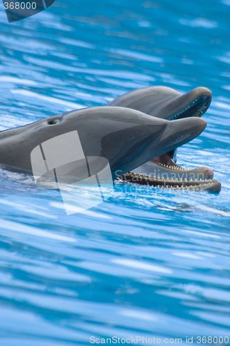 Image of Whistling Bottlenose Dolphins