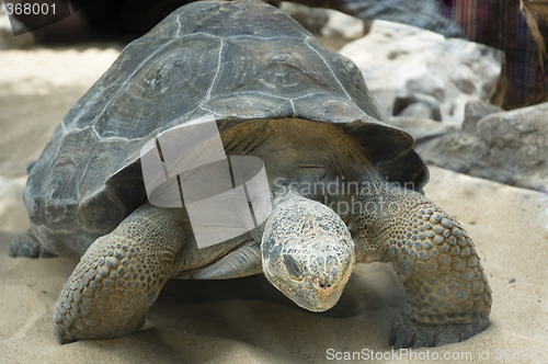 Image of Giant Tortoises