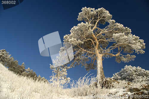 Image of Snowy winter tree.