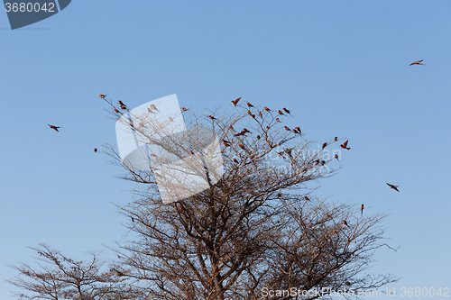 Image of large nesting colony of Nothern Carmine Bee-eater