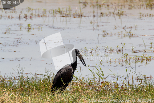 Image of African Openbill in Chobe