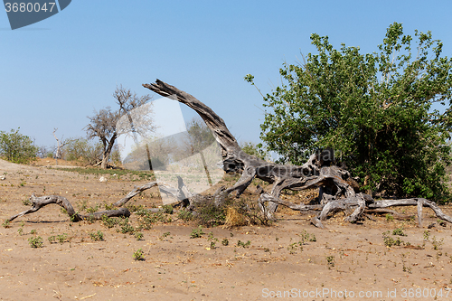 Image of wild african landscape, Chobe national park